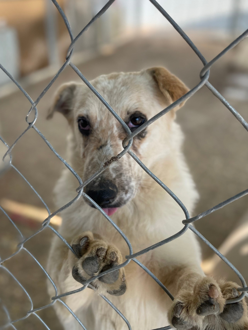 SOUL DOG — Sneffels